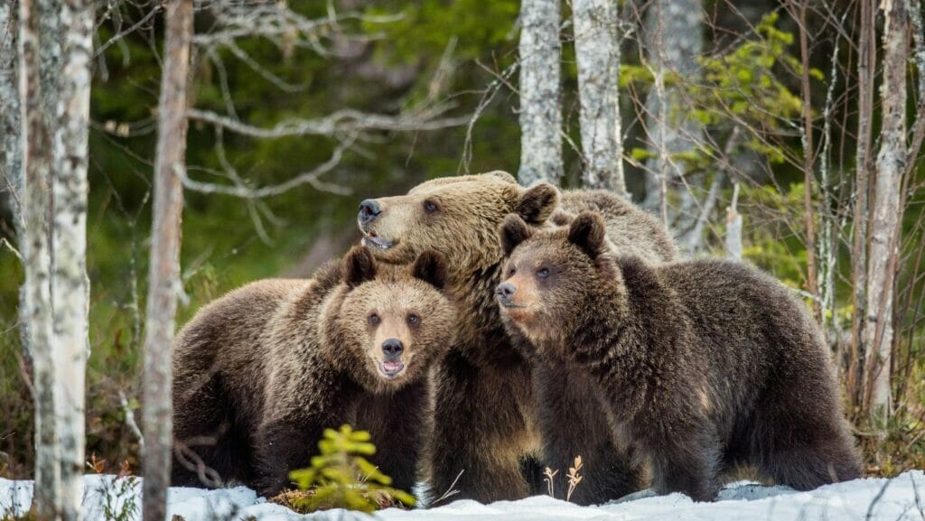 Facts about bears