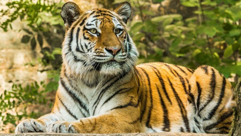 facts about tigers