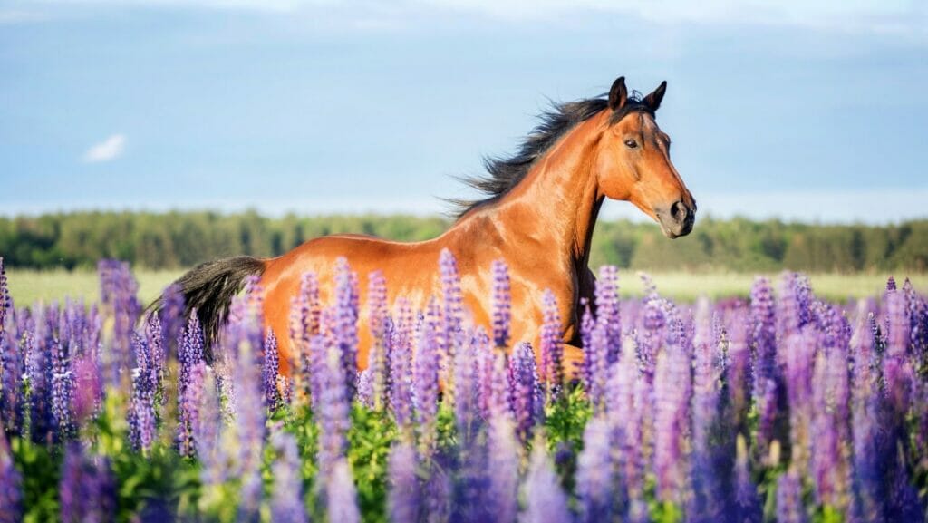 facts about horses