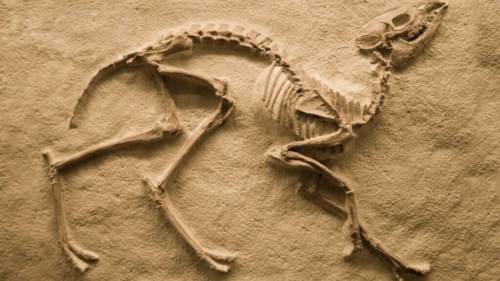 Facts About Dinosaurs