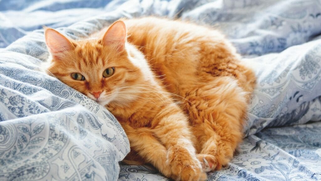 facts about cats