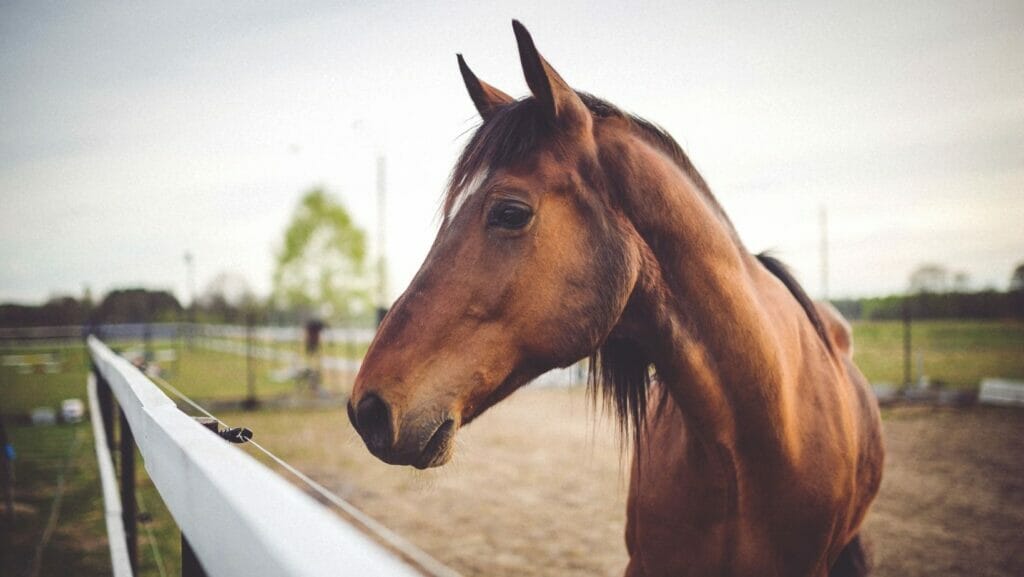 facts about horses