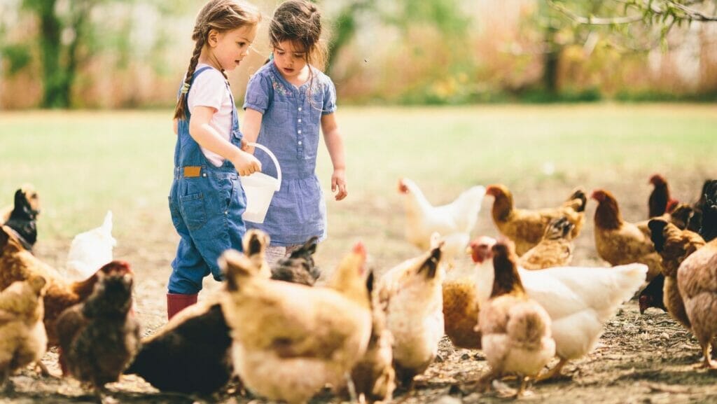 facts about chickens
