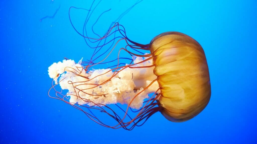 facts about jellyfish