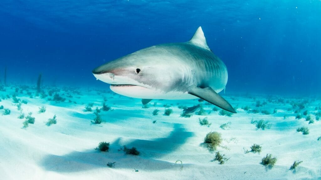 facts about sharks