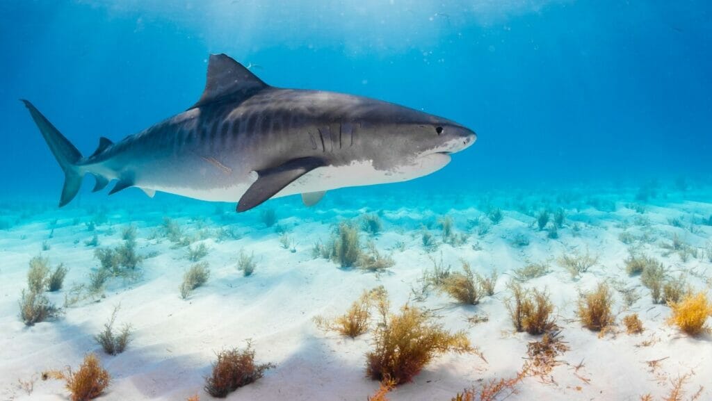 facts about sharks