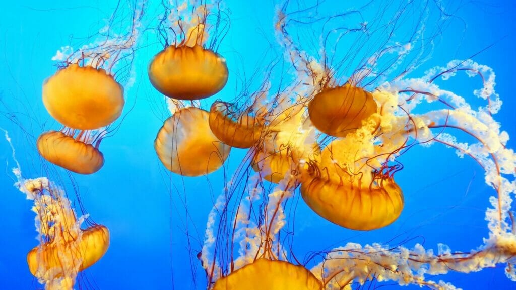 facts about jellyfish