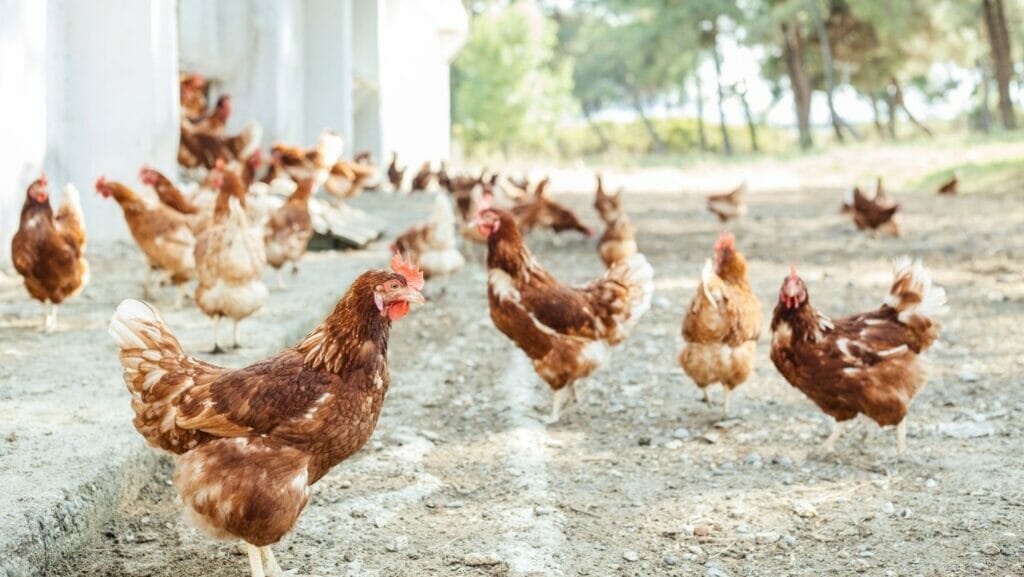 facts about chickens