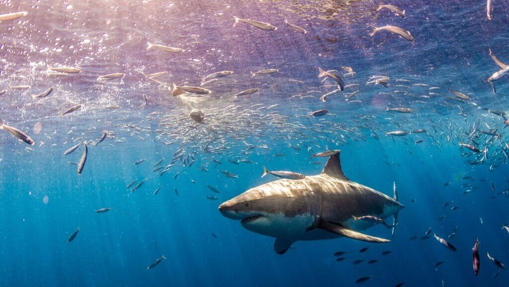 facts about sharks