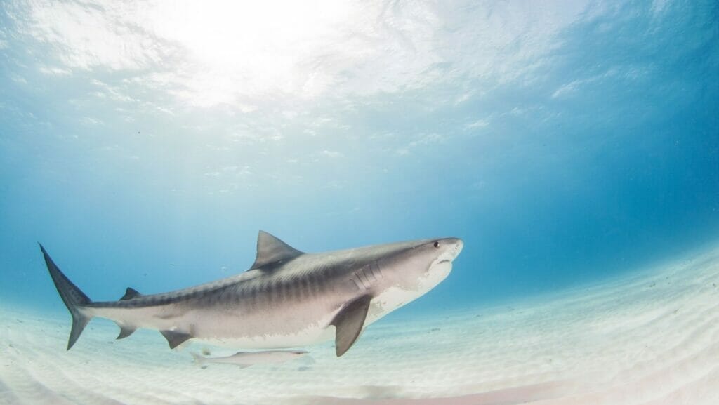 facts about sharks