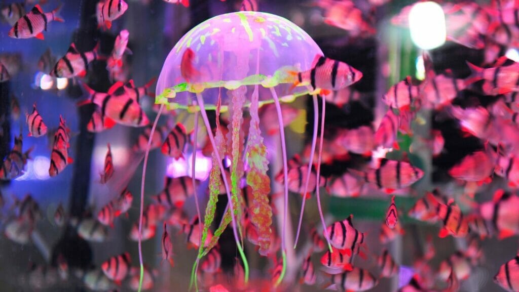 facts about jellyfish