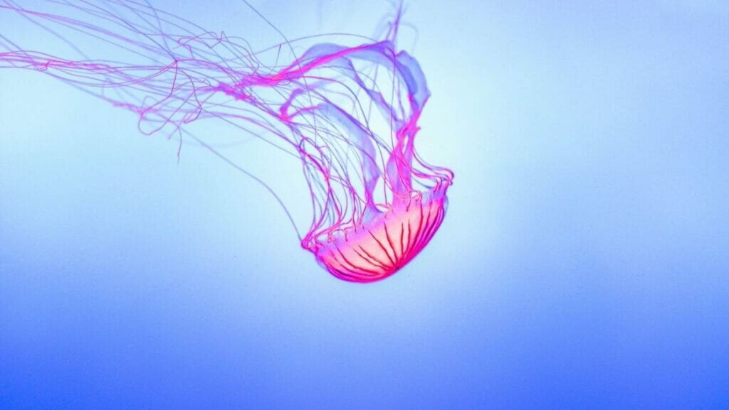 facts about jellyfish