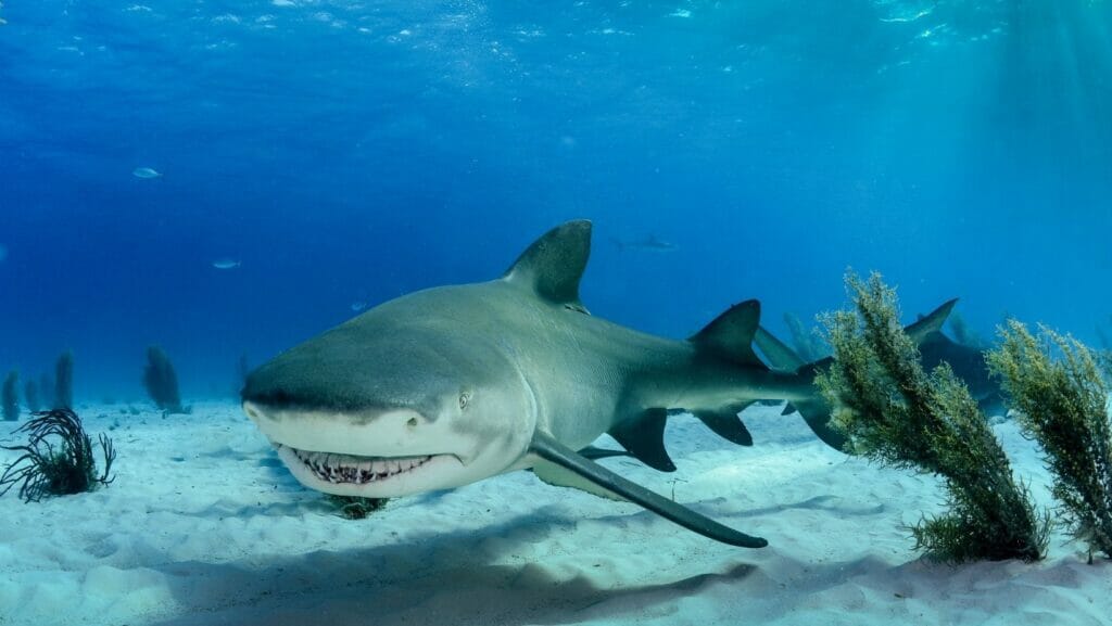 facts about sharks