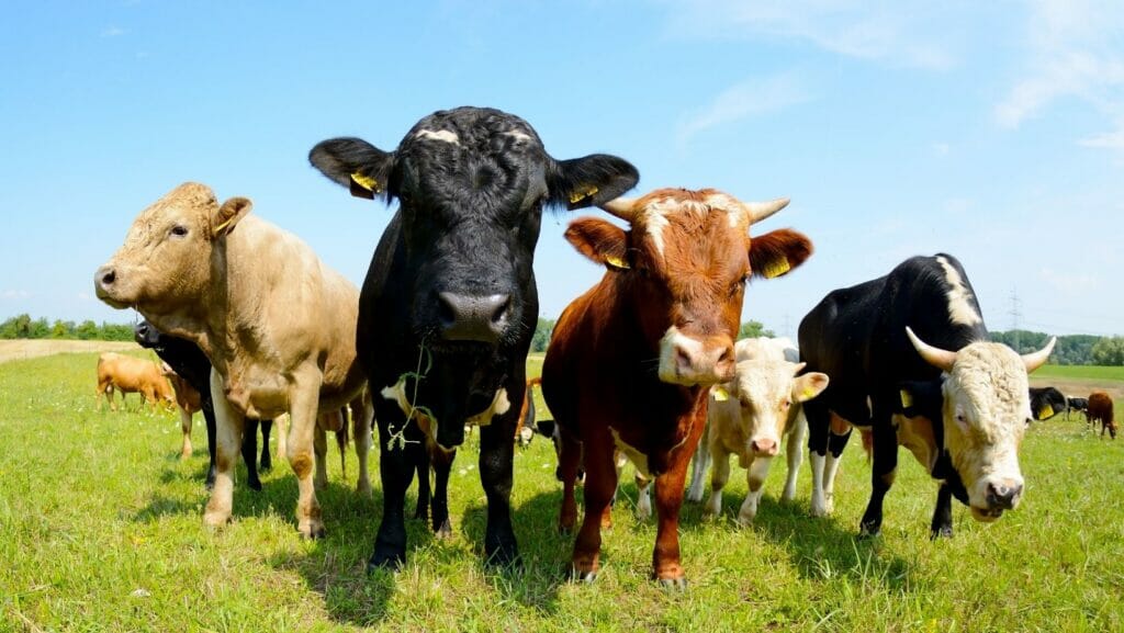 Facts About Cows