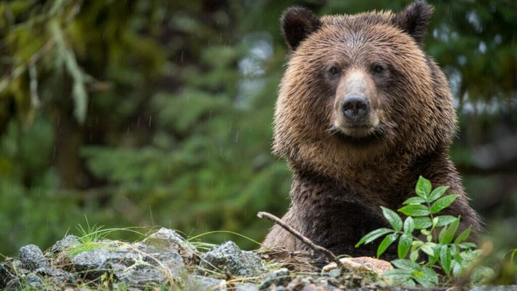Facts about bears