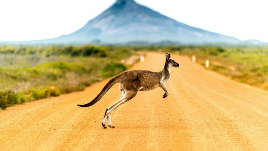 facts about kangaroos