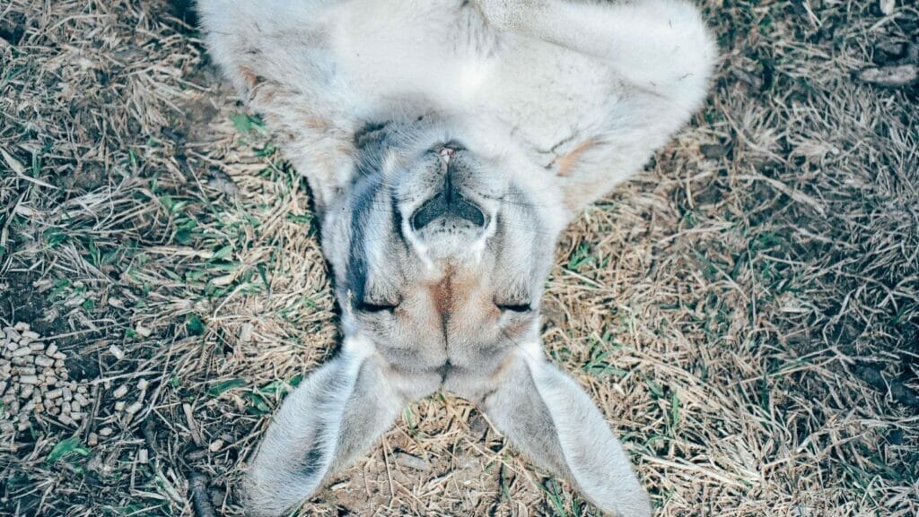 facts about kangaroos