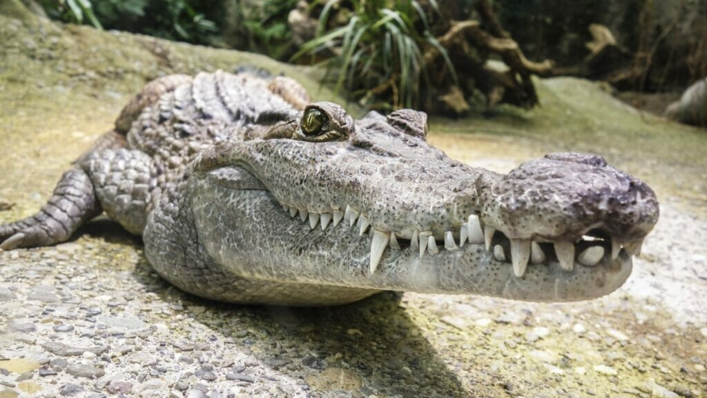 facts about crocodiles