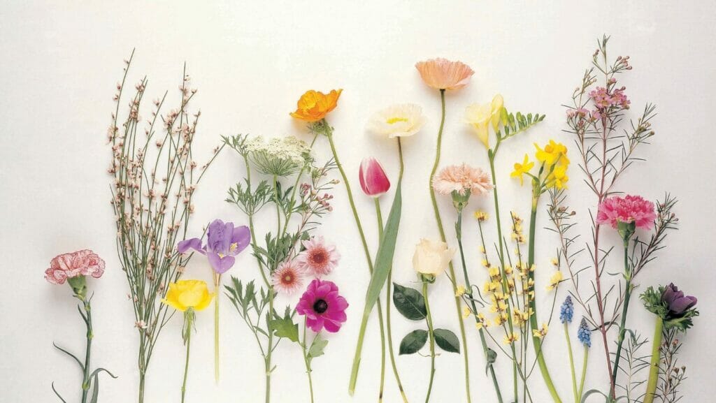 Facts About Flowers