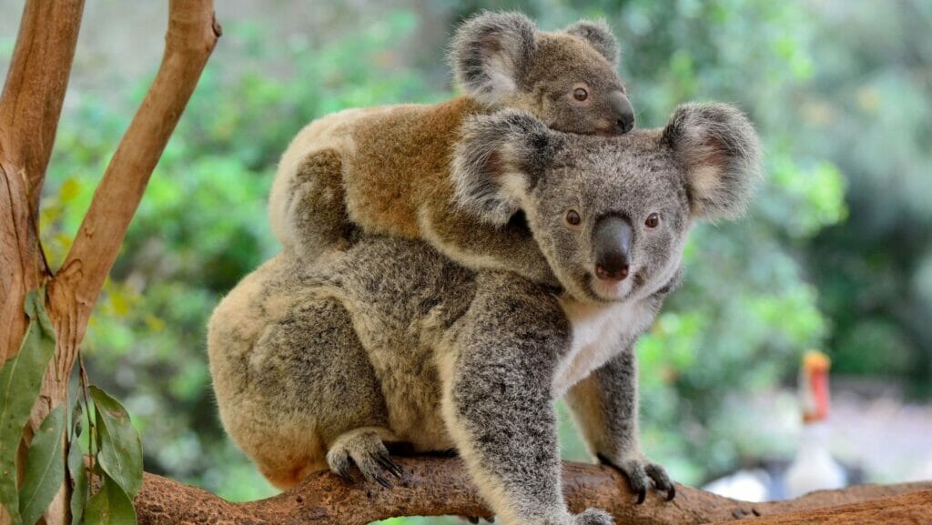 facts about koalas