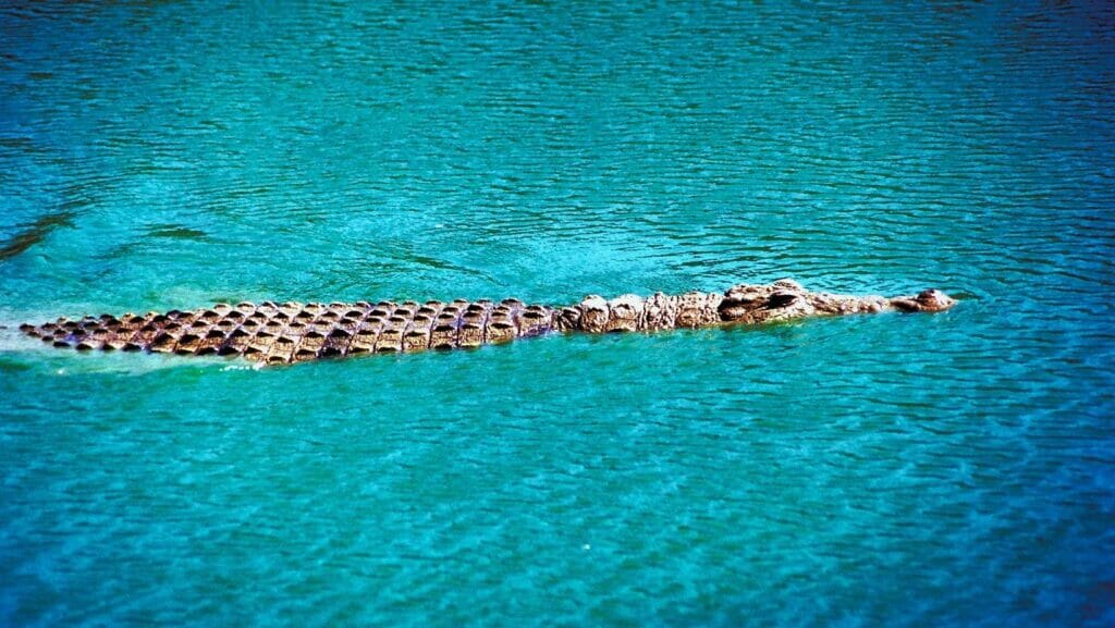 facts about crocodiles