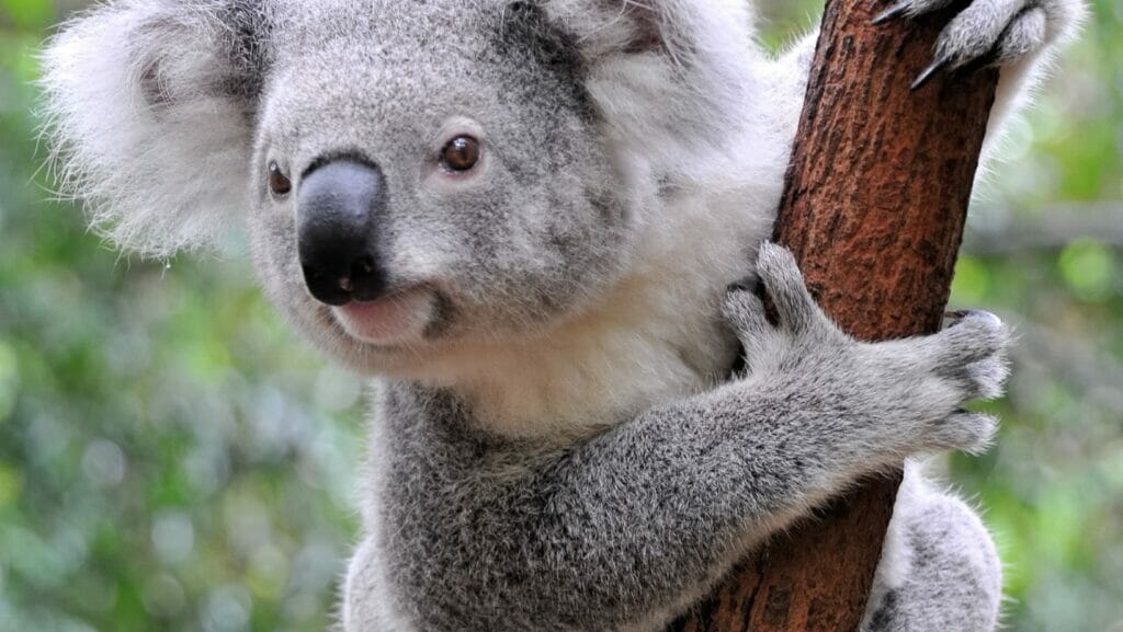 facts about koalas