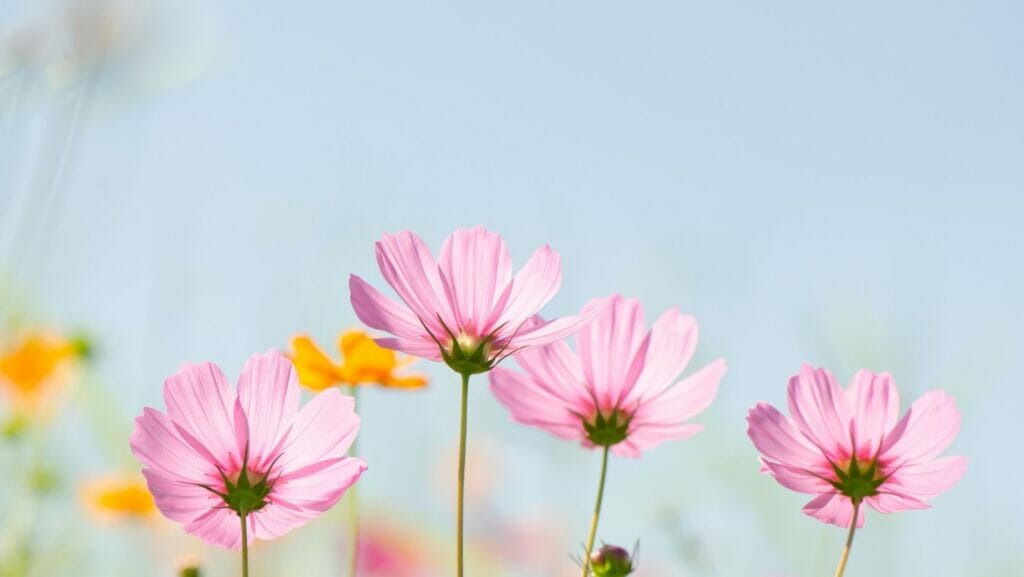 Facts About Flowers