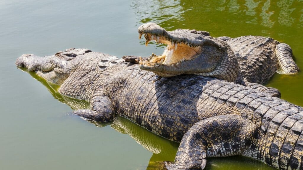 facts about crocodiles
