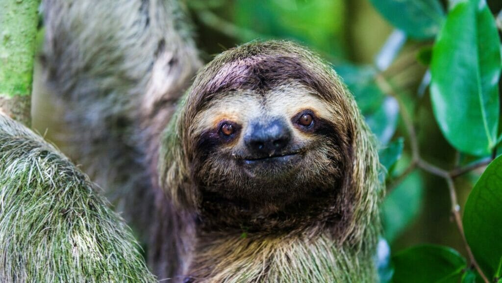 Facts About Sloths