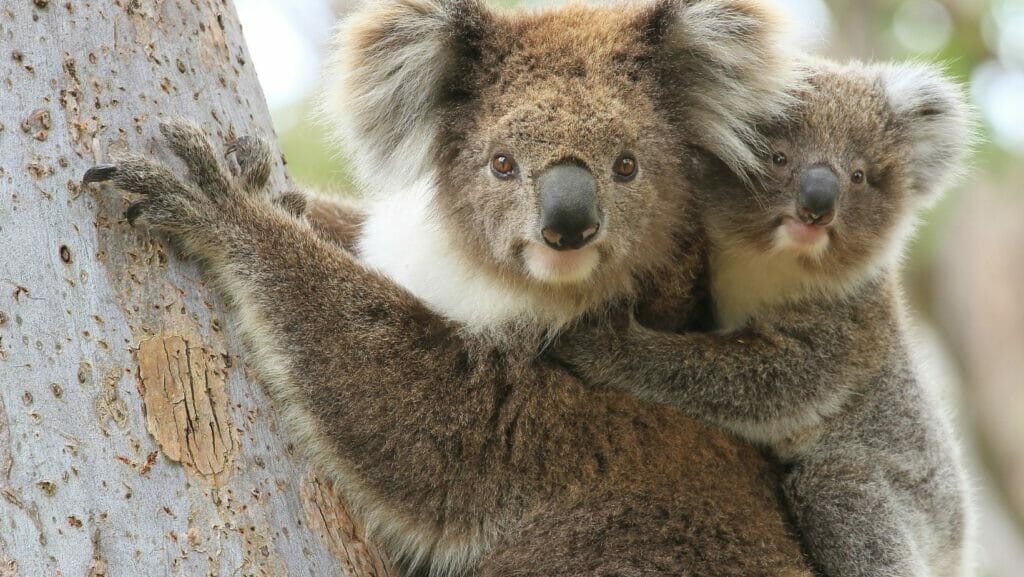 facts about koalas