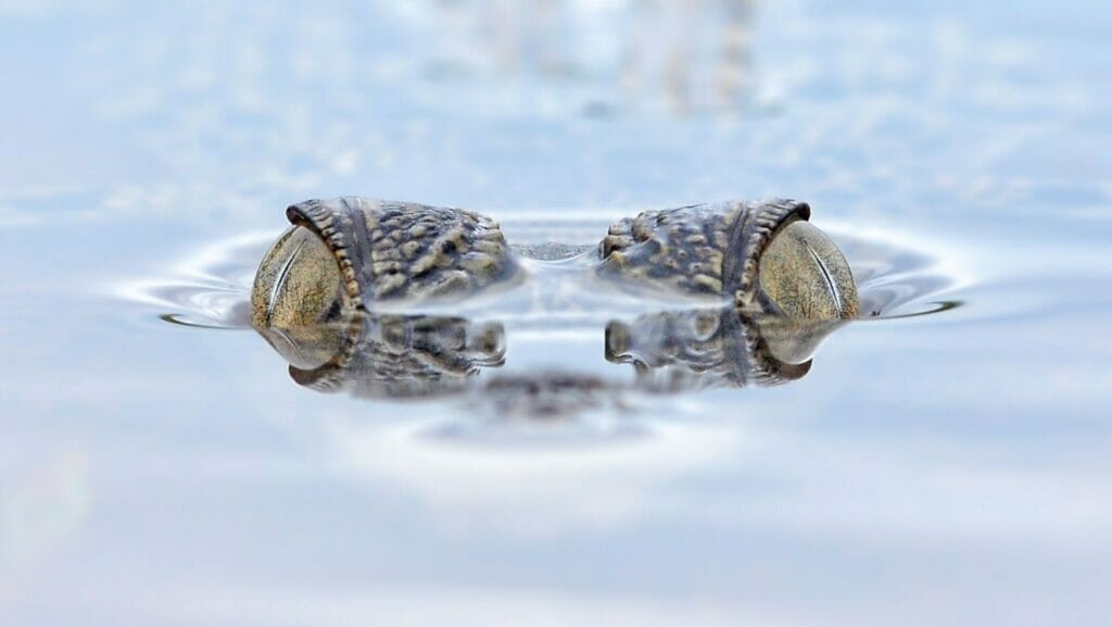 facts about crocodiles