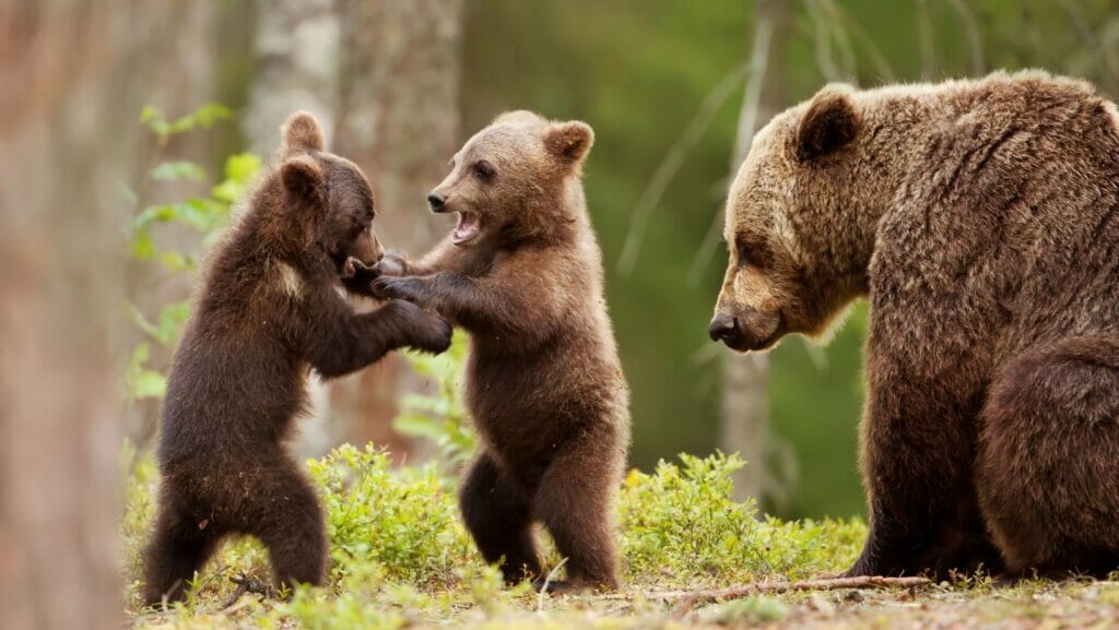 Facts about bears