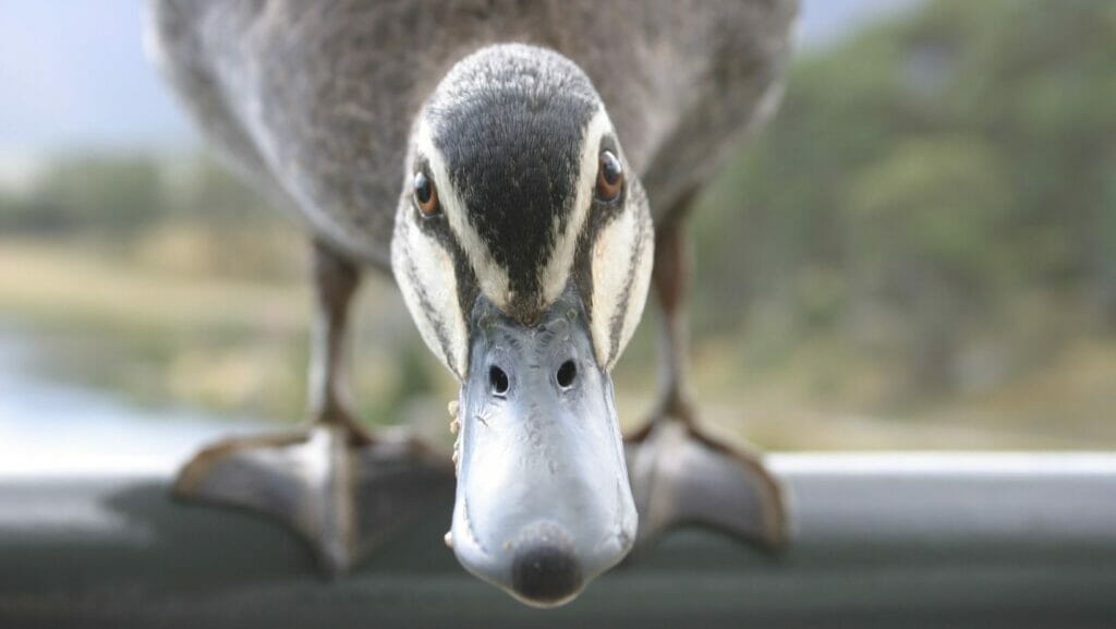facts about ducks