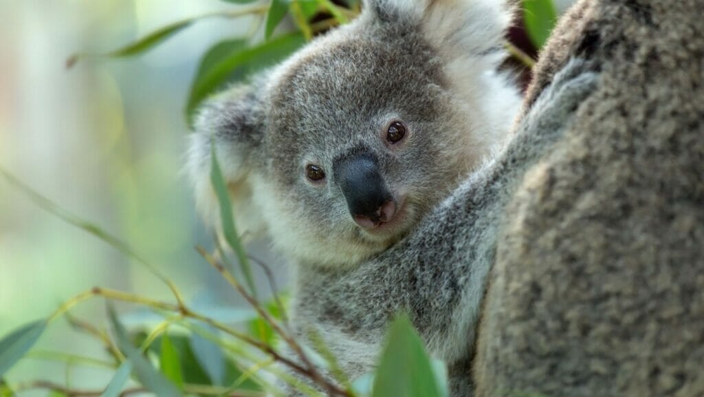 facts about koalas