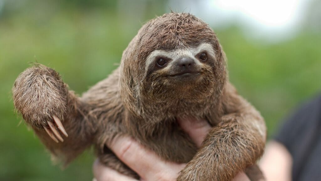 Facts About Sloths