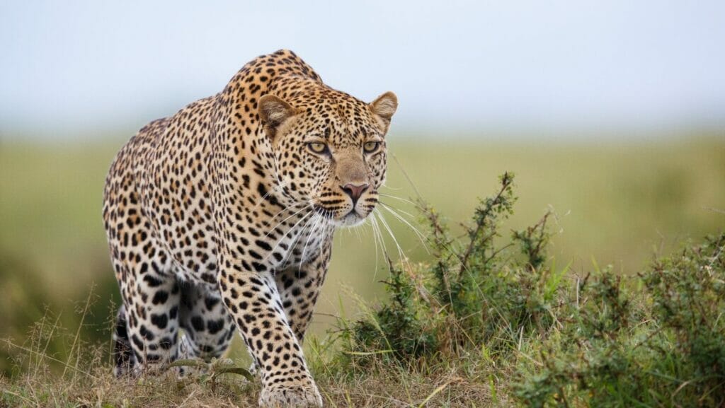 facts about leopards