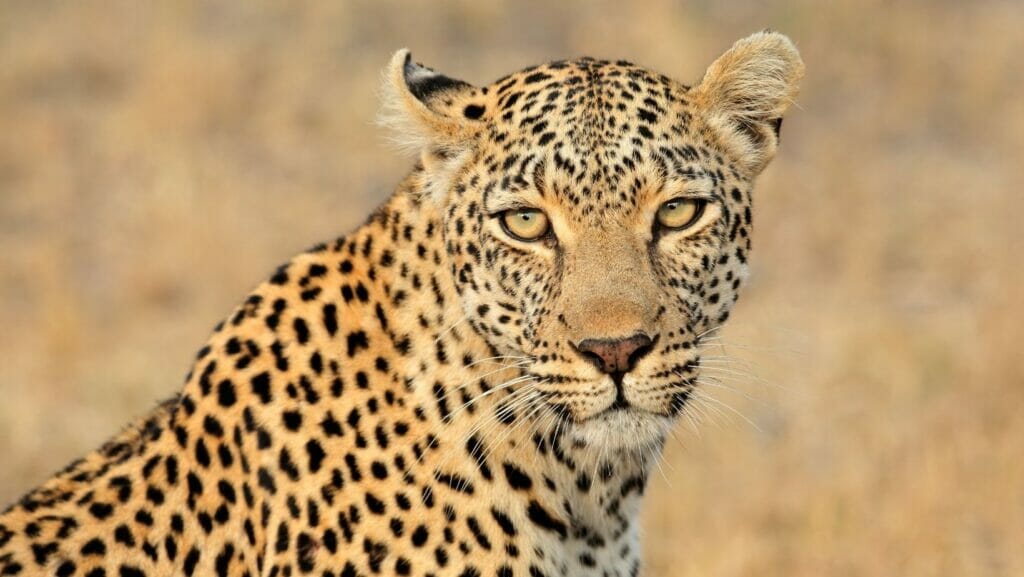 facts about leopards
