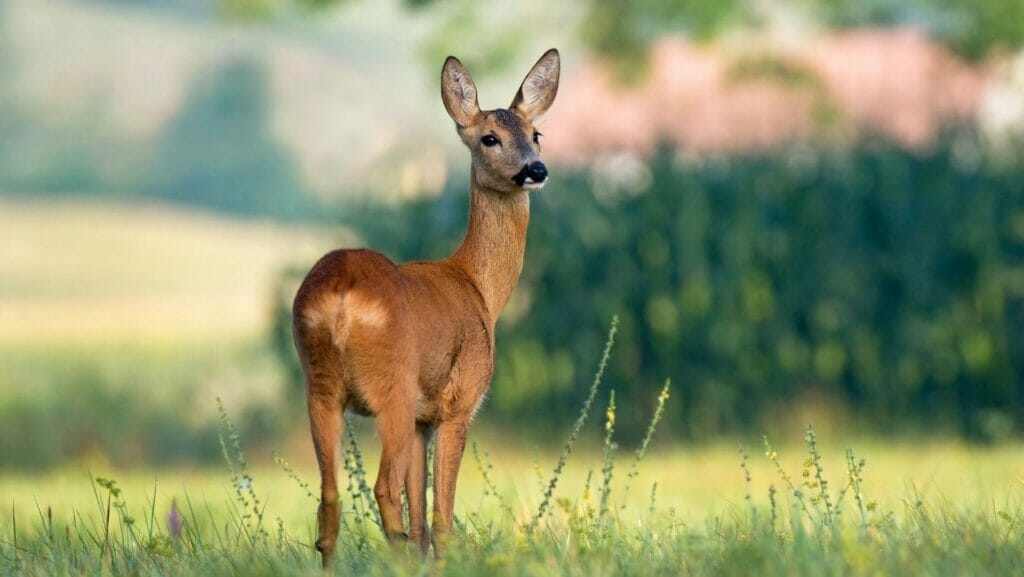 facts about deers