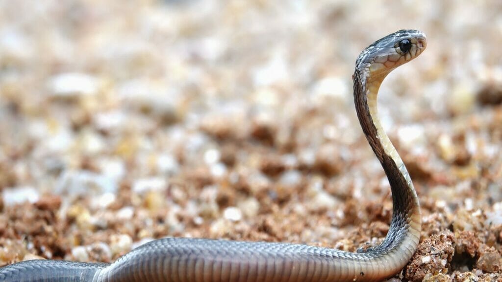 facts about snakes