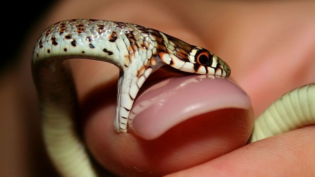 facts about snakes