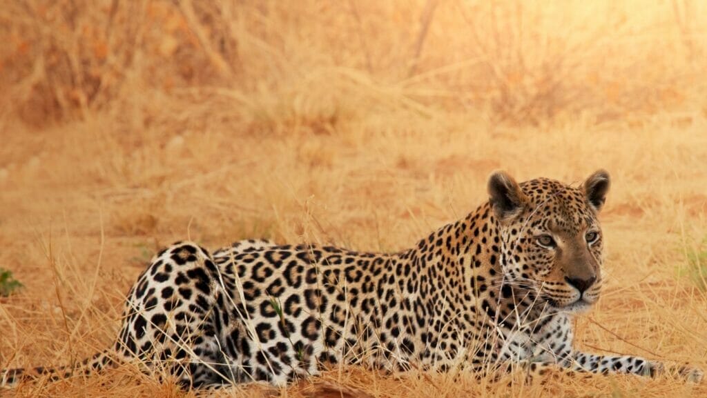 facts about leopards