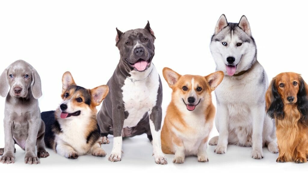 facts about dogs