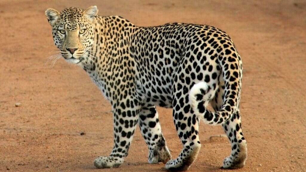 facts about leopards