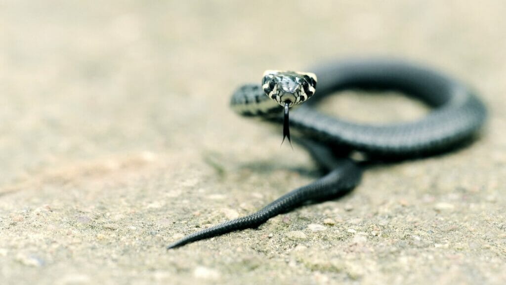 facts about snakes