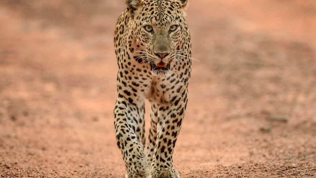 facts about leopards