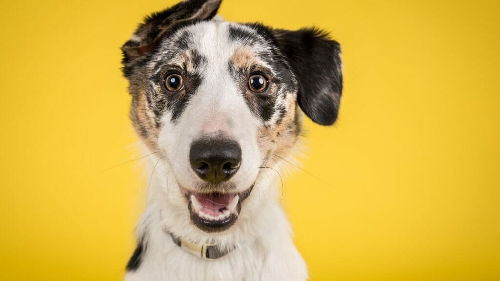 facts about dogs