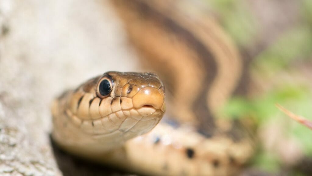 facts about snakes