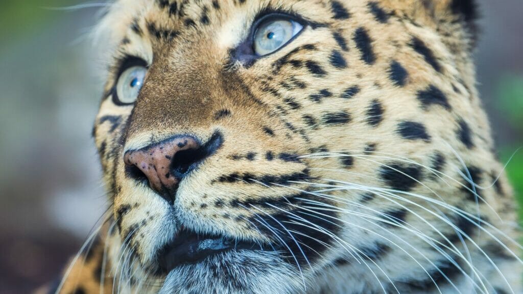 facts about leopards