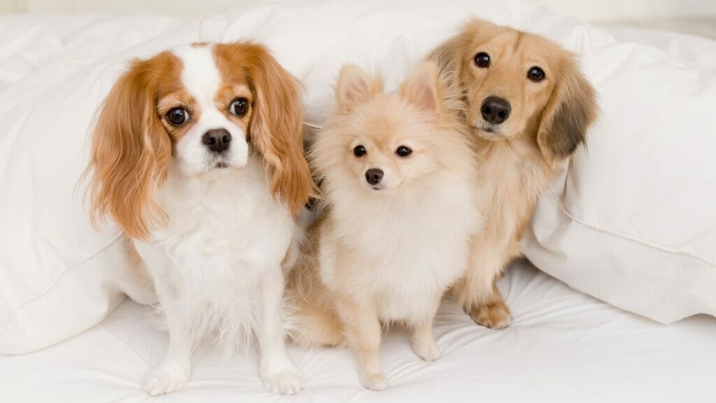 facts about dogs