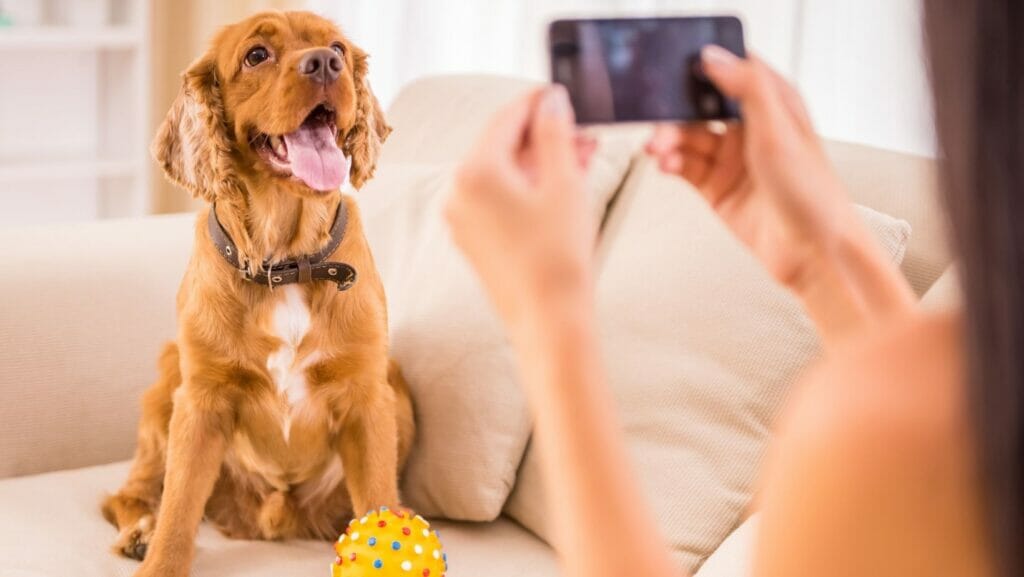facts about dogs